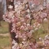 'Pink Shell' Cherry Blossom Tree | Prunus × Yedoensis 2 'Pink Shell' Cherry Blossom Tree | Prunus × Yedoensis -Outdoor Plant Store ORN0238 8
