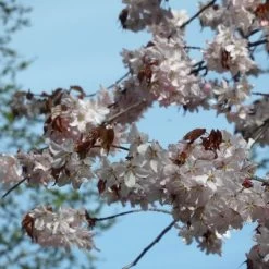 Sargent's Cherry Blossom Tree | Prunus Sargentii -Outdoor Plant Store ORN0240 3