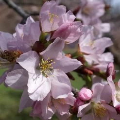 Sargent's Cherry Blossom Tree | Prunus Sargentii -Outdoor Plant Store ORN0240 5