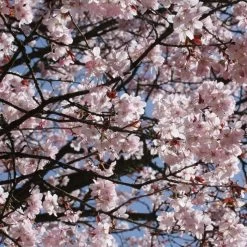 Sargent's Cherry Blossom Tree | Prunus Sargentii -Outdoor Plant Store ORN0240 7