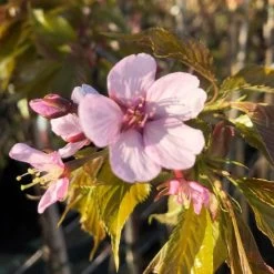 Sargent's Cherry Blossom Tree | Prunus Sargentii -Outdoor Plant Store ORN0240 8