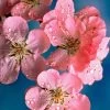 Early Flowering Cherry Blossom Tree | Prunus Persicoides 'Spring Glow' -Outdoor Plant Store ORN0256 1