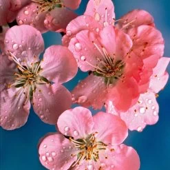Early Flowering Cherry Blossom Tree | Prunus Persicoides 'Spring Glow'