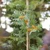 Copper Kettle' Rowan Tree | Sorbus -Outdoor Plant Store ORN0267 1 ba10b4a0 05df 47ee 98c5 a3432fea6624