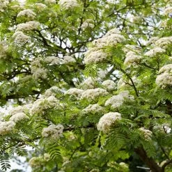 Copper Kettle' Rowan Tree | Sorbus 9 Copper Kettle' Rowan Tree | Sorbus -Outdoor Plant Store ORN0267 3 c4fd3fca 4260 46ec aec2 03ae23afc35b