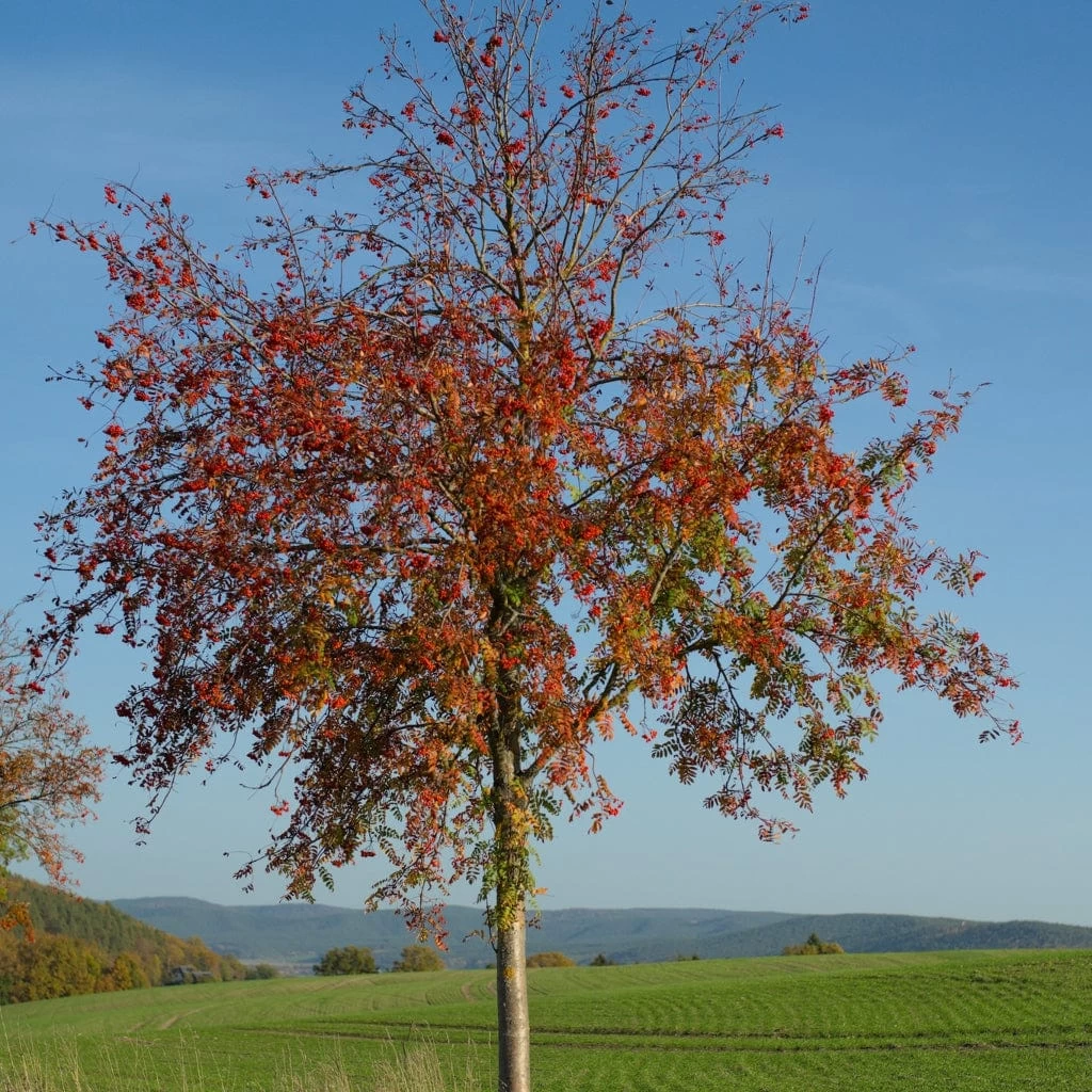 Copper Kettle' Rowan Tree | Sorbus 6 Copper Kettle' Rowan Tree | Sorbus - Image 4