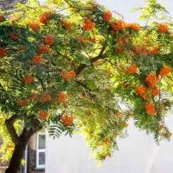 Copper Kettle' Rowan Tree | Sorbus 11 Copper Kettle' Rowan Tree | Sorbus -Outdoor Plant Store ORN0267 5 889ea2e8 fe4c 4c61 935d 4318cd394cbc