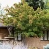 Tatarian Maple | Acer Tataricum 'Hotwings' -Outdoor Plant Store ORN0278 3 dd3cb8f8 79a8 40bf 9454 cfda614cca1f