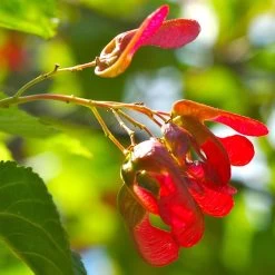 Tatarian Maple | Acer Tataricum 'Hotwings' 10 Tatarian Maple | Acer Tataricum 'Hotwings' -Outdoor Plant Store ORN0278 4 2885856e bb9a 4ef8 962b 93b0ddd73361