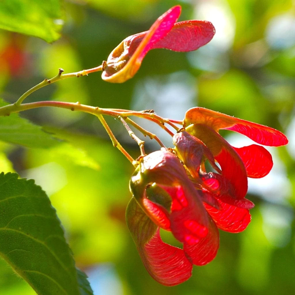 Tatarian Maple | Acer Tataricum 'Hotwings' 6 Tatarian Maple | Acer Tataricum 'Hotwings' - Image 4