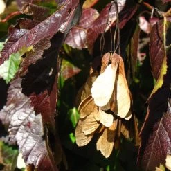 Tatarian Maple | Acer Tataricum 'Hotwings' 11 Tatarian Maple | Acer Tataricum 'Hotwings' -Outdoor Plant Store ORN0278 5 2f77771d bb4c 4416 bbc0 dc387bce8adc
