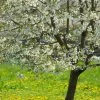 UK Native Wildlife-Friendly Cherry Blossom Tree | Prunus Avium