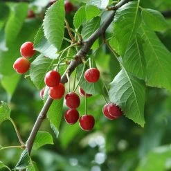 UK Native Wildlife-Friendly Cherry Blossom Tree | Prunus Avium -Outdoor Plant Store ORN0312 5