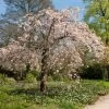 Pink Weeping Winter Flowering Cherry Tree | Prunus Subhirtella 'Pendula Rosea' -Outdoor Plant Store ORN0352 2 c8424f29 87cd 4e0f 8d1b 6451d351a1a2