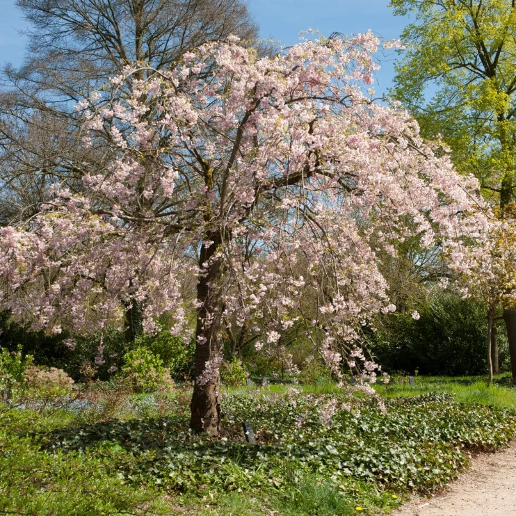 Pink Weeping Winter Flowering Cherry Tree | Prunus Subhirtella 'Pendula Rosea' 3 Pink Weeping Winter Flowering Cherry Tree | Prunus Subhirtella 'Pendula Rosea'