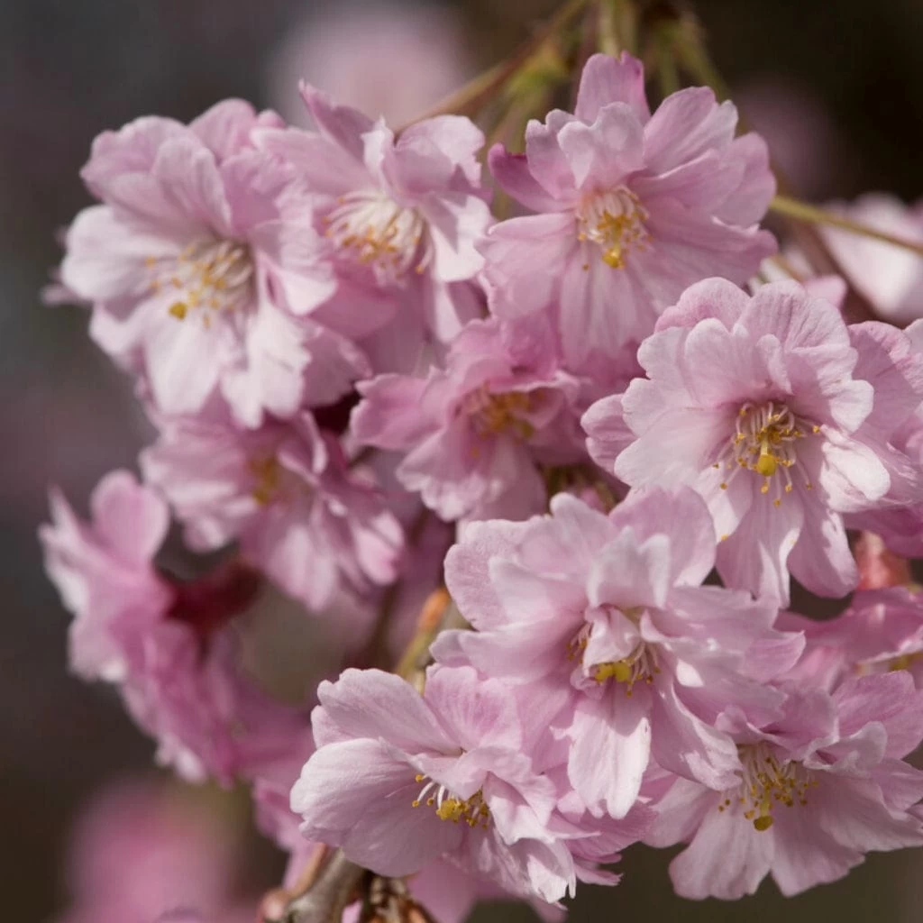 Pink Weeping Winter Flowering Cherry Tree | Prunus Subhirtella 'Pendula Rosea' 6 Pink Weeping Winter Flowering Cherry Tree | Prunus Subhirtella 'Pendula Rosea' - Image 4