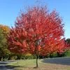 Canadian Red Maple Tree | Acer Rubrum 'Red Pointe' -Outdoor Plant Store ORN0385 1 5ebe7fd8 354f 4039 bf14 8c8d7613b2f5