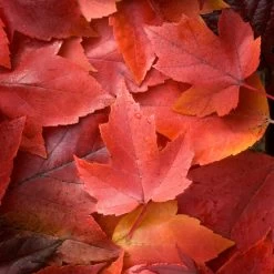 Canadian Red Maple Tree | Acer Rubrum 'Red Pointe' -Outdoor Plant Store ORN0385 3 ddc4325e 55f8 4417 8e02 243ea3be5cc1