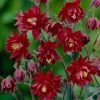Aquilegia 'Bordeaux Barlow' 2 Aquilegia 'Bordeaux Barlow' -Outdoor Plant Store PB0026 1