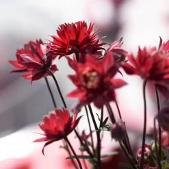 Aquilegia 'Bordeaux Barlow' -Outdoor Plant Store PB0026 3
