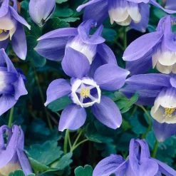 Aquilegia Spring Magic Collection -Outdoor Plant Store PB0030 3 b5764acf 305d 4d03 8407 15834ce38d23