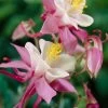 Aquilegia 'Spring Magic Rose & White' -Outdoor Plant Store PB0032 1