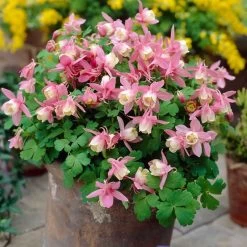 Aquilegia Spring Magic Collection -Outdoor Plant Store PB0032 2 0f6ceaad c0e4 4b74 9f36 ad355159297c