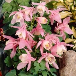 Aquilegia 'Spring Magic Rose & White' 7 Aquilegia 'Spring Magic Rose & White' -Outdoor Plant Store PB0032 3