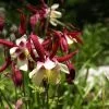 Aquilegia 'William Guiness' -Outdoor Plant Store PB0036 2 ca8f217a f62b 4546 bcee 3cd229ef8405