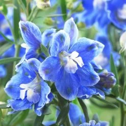 Delphinium Camelot Collection -Outdoor Plant Store PB0097 1 0cc41c15 4501 4368 a1a0 433f78f91dbb