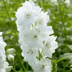 Delphinium Camelot Collection -Outdoor Plant Store PB0100 1 3499ced2 fb33 4bf3 a90d 3d319d2acdd2