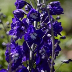 Delphinium Camelot Collection -Outdoor Plant Store PB0105 1 8c5b11e4 4bcd 4392 aef5 647e50e7f705