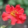 Geum 'Pink Petticoats' -Outdoor Plant Store PB0174 1