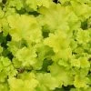 Heuchera 'Lime Marmalade' -Outdoor Plant Store PB0190 1