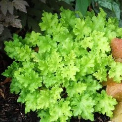 Heuchera 'Lime Marmalade' -Outdoor Plant Store PB0190 2