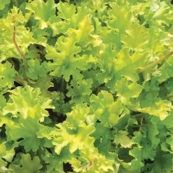 Heuchera 'Lime Marmalade' -Outdoor Plant Store PB0190 3