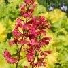 Heuchera 'Paris' -Outdoor Plant Store PB0192 1