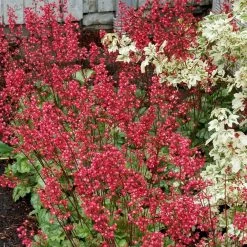 Heuchera 'Paris' -Outdoor Plant Store PB0192 4