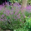 Lavender 'Hidcote Improved' -Outdoor Plant Store PB0206 1