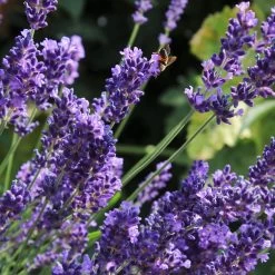 Lavender 'Hidcote Improved' -Outdoor Plant Store PB0206 2