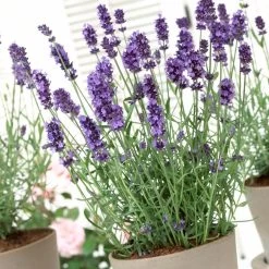 Lavender 'Hidcote Improved' -Outdoor Plant Store PB0206 3
