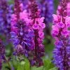 Salvia 'Blue Marvel' -Outdoor Plant Store PB0276 1