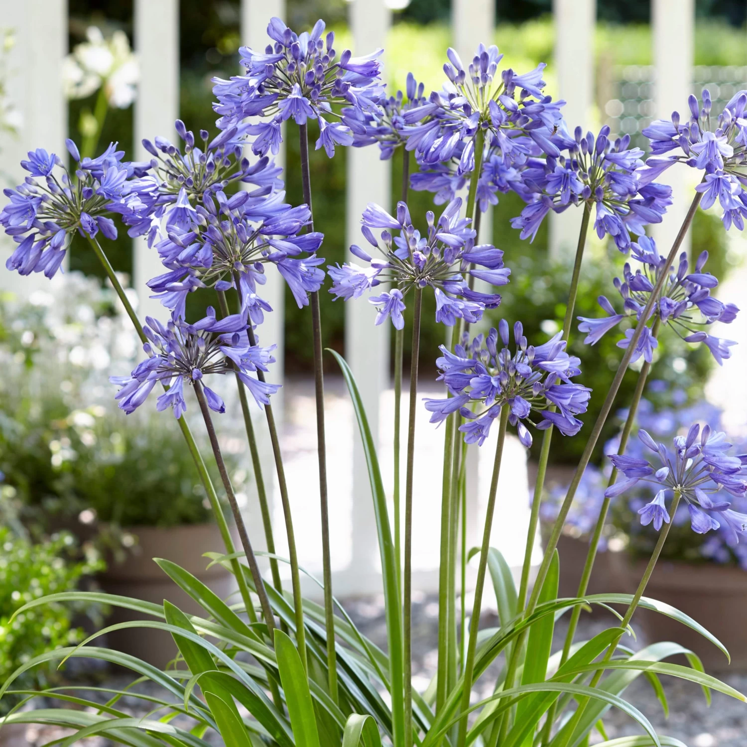 Agapanthus 'Ever Sapphire' 4 Agapanthus 'Ever Sapphire' - Image 2