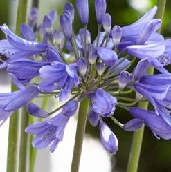 Agapanthus 'Ever Sapphire' 9 Agapanthus 'Ever Sapphire' -Outdoor Plant Store PB0322 2