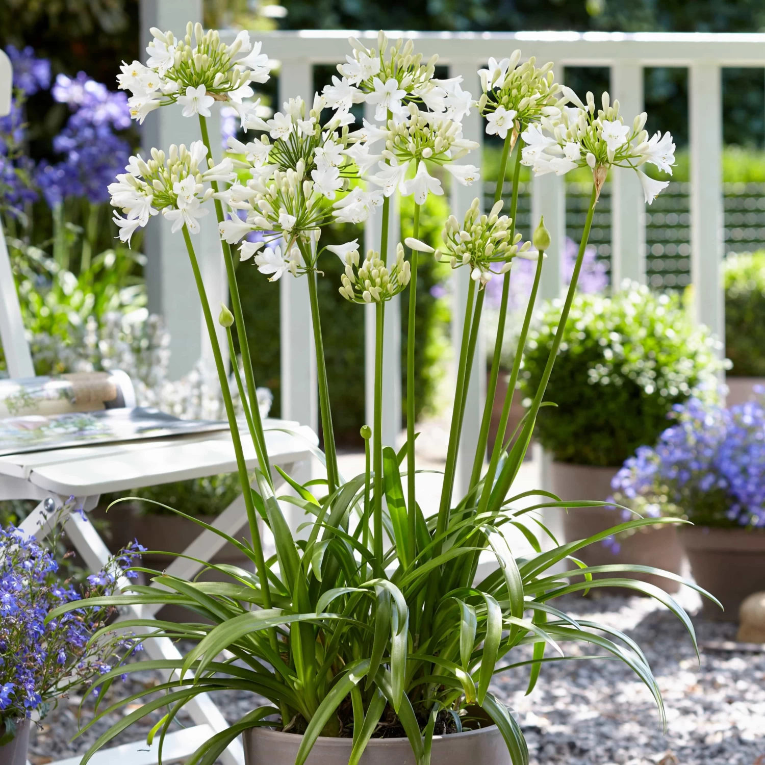 Agapanthus 'Ever White' 4 Agapanthus 'Ever White' - Image 2