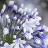 Agapanthus 'Fireworks' | 7.5L -Outdoor Plant Store PB0324 1 ae5f5c4f 0032 4a6e b361 cd8d091d85a9