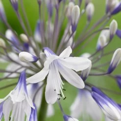 Agapanthus 'Fireworks' 7 Agapanthus 'Fireworks' -Outdoor Plant Store PB0324 2