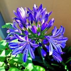 Agapanthus 'Lapis Lazuli'