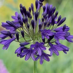Agapanthus 'Royal Velvet'