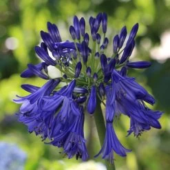 Agapanthus 'Royal Velvet' -Outdoor Plant Store PB0326 2